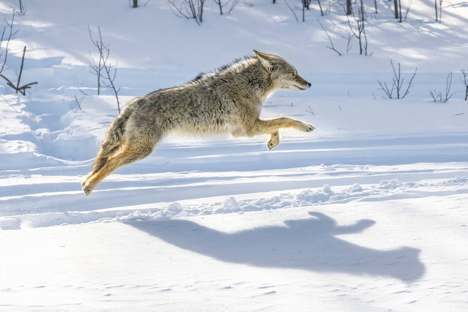 Yukon landscape — charitable gifts fund conservation programs