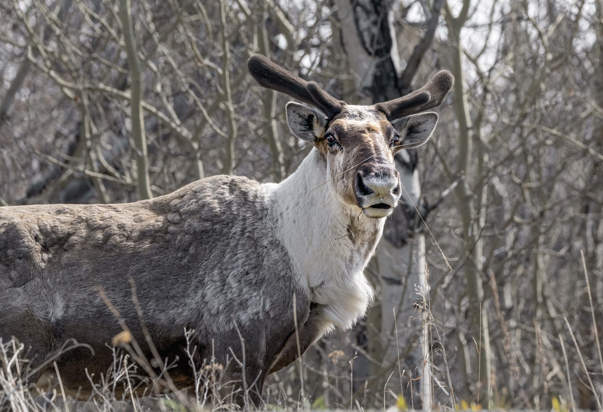 Yukon wildlife and landscape conservation