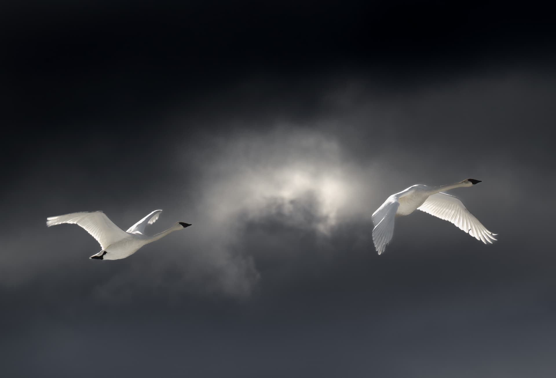 Trumpeter swans in flight against a dark Yukon sky with soft light through the clouds